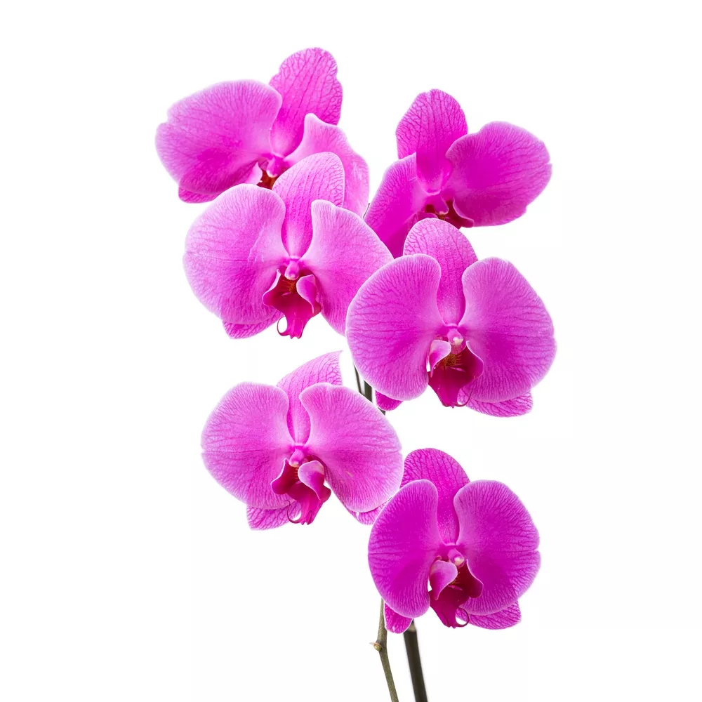Orchidee papillon